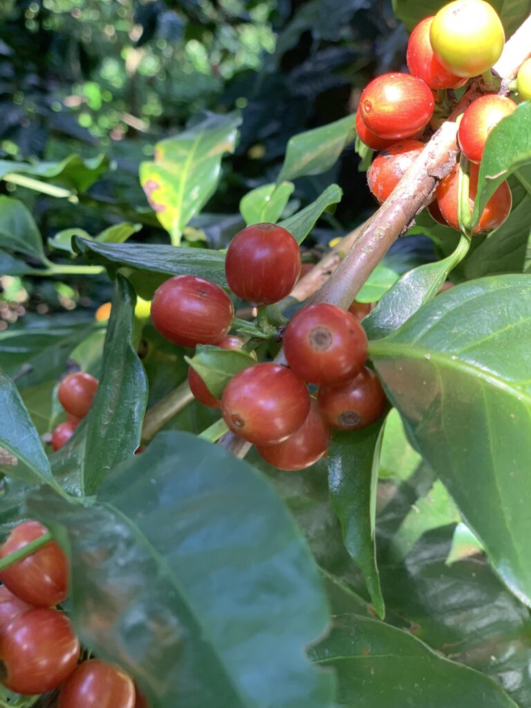 OrangeBourbon