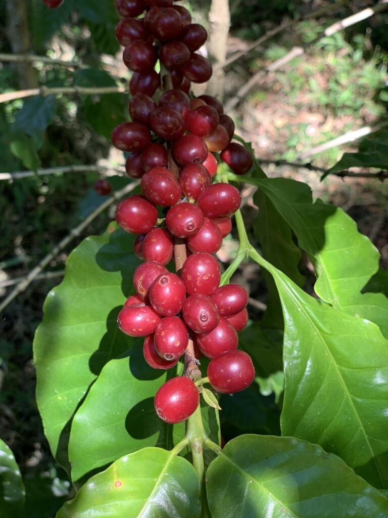 Pacamara