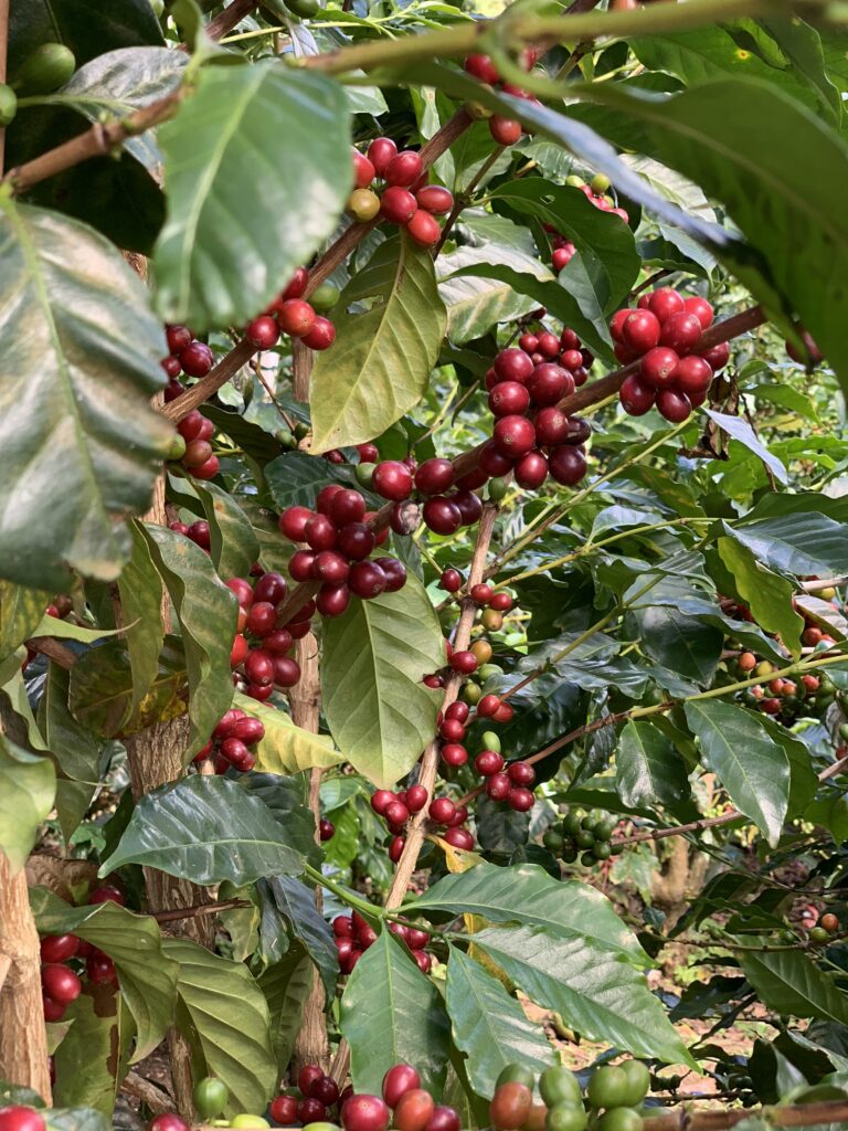 RedBourbon